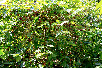 Image showing raw coffe plant in agricultural farm