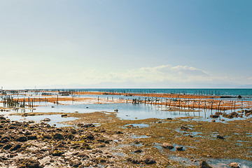 Image showing Dream beach, Algae at low tide and boy