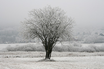 Image showing Frozen tree in the field