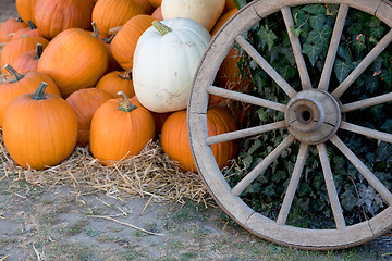 Image showing Ripe autumn pumpkins on the farm