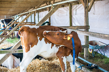 Image showing Cow standing in an outdoor stable