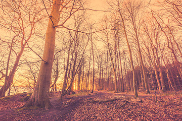 Image showing Forest with bare trees in the morning