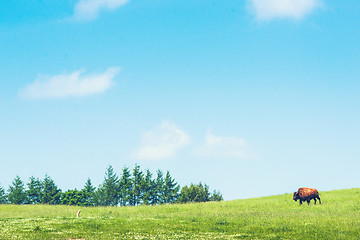 Image showing Buffalo on a green meadow