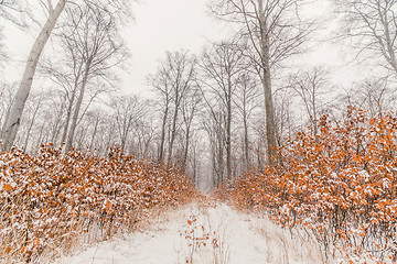 Image showing Beech trees in a forest at wintertime