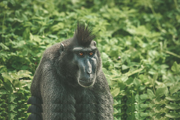 Image showing Macaca Nigra monkey sitting in green