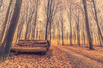 Image showing Woodstack in a forest sunrise