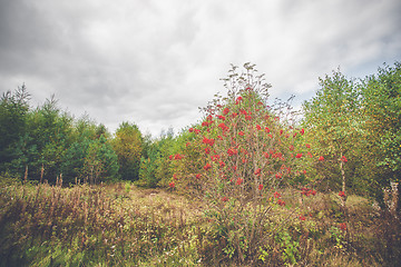 Image showing Red berries in autumn in a park