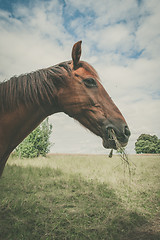 Image showing Horse eating grass on a green meadow