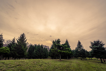 Image showing Pine trees at dawn in autumn