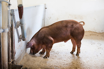Image showing Brown pig eating grain