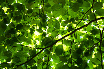 Image showing green beech tree leaves