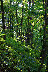 Image showing green dark forest 