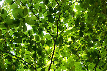 Image showing green beech tree leaves