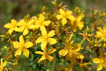 Image showing Yellow beautiful flowers of St.-John's wort