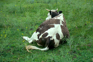 Image showing Cattle-breeding (Holstein breed) 2. Cow on pasture