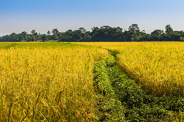 Image showing Rice fields in Nepal