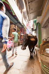 Image showing Passerby and cow, Varanasi, India