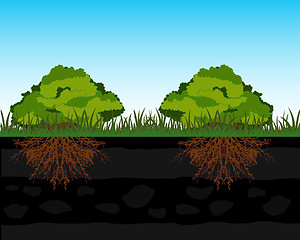 Image showing Bushes and root in ground