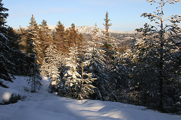 Image showing Winter forrest