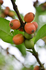 Image showing Fresh coffee seeds on coffee tree