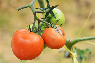 Image showing Fresh red tomatoes