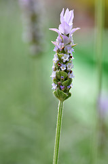 Image showing Lavender flowers in nature