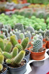 Image showing Group of small cactus in the pot