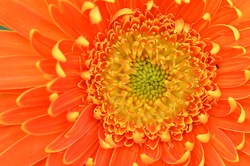 Image showing Gerbera flower in a garden