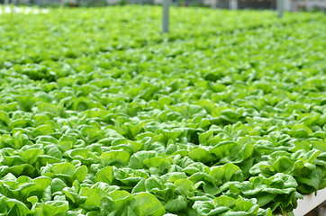 Image showing Commercial greenhouse soilless cultivation of vegetables