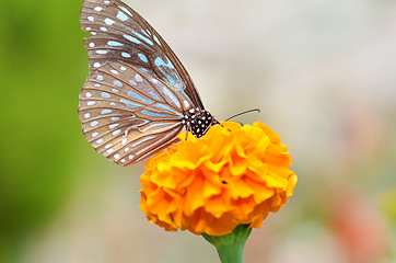 Image showing Butterfly on orange flower