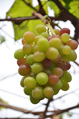 Image showing Wine grapes on vine