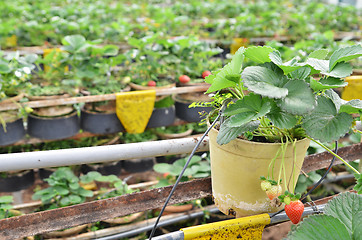 Image showing Fresh and young strawberry fruits