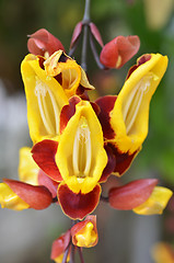 Image showing Thunbergia mysorensis, also called Mysore trumpetvine