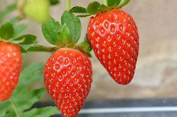 Image showing Fresh strawberries that are grown in greenhouses