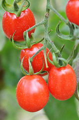 Image showing Fresh red tomatoes