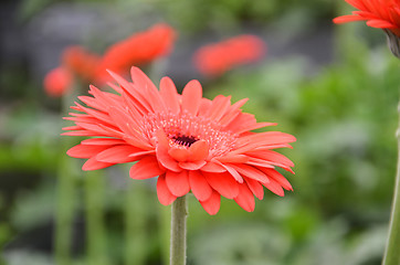 Image showing Gerbera flower in a garden