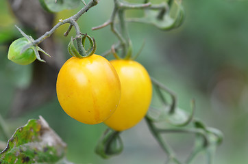 Image showing Yellow cherry tomatoes grow in the garden