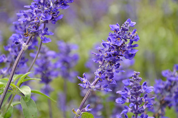 Image showing Blooming blue bugleweeds Ajuga