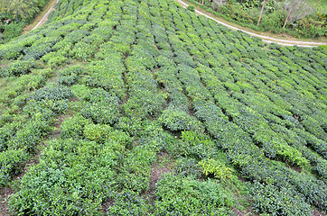 Image showing Tea plantation located in Cameron Highlands