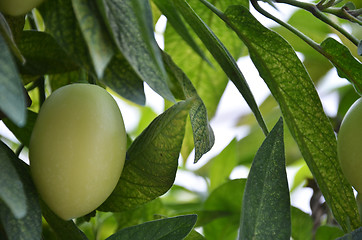 Image showing Pepino Melon found in the Cameron Highlands