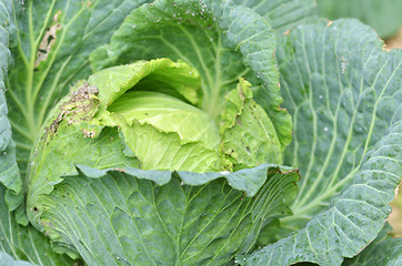 Image showing Green cabbage in a farm