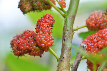 Image showing Red mulberry on the tree