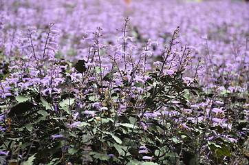 Image showing Plectranthus Mona Lavender flowers