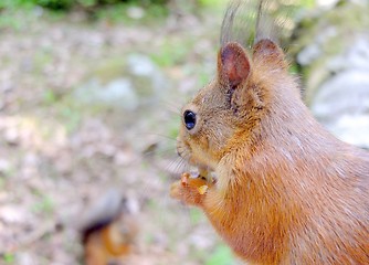 Image showing Cute squirrel eating a nut closeup.