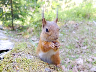 Image showing Cute squirrel eating a nut closeup.