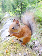 Image showing Cute squirrel eating a nut closeup.