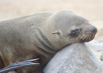 Image showing relaxing seal