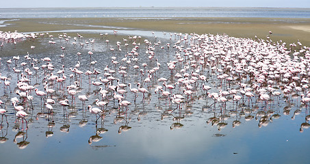 Image showing Flamingoes