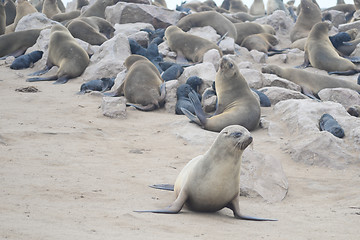 Image showing Seals at Cape Cross