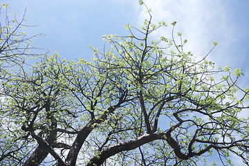 Image showing flowering baobab